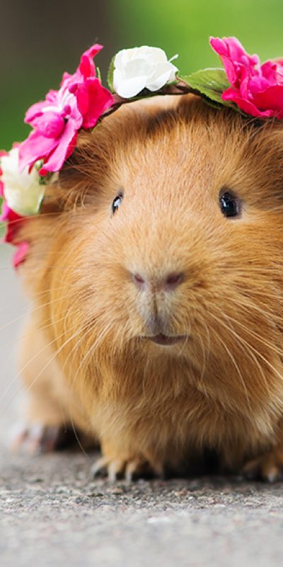 DgYIhny9Pw7GByewW0BVE9good-care-for-your-guinea-pig.jpg